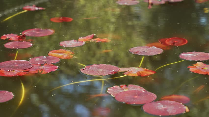 Leaves are float in the water of the pond
 Royalty-Free Stock Footage #1104240671