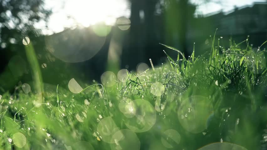 Morning. Grass in dew drops. Good weather. Drops of water on the grass. Royalty-Free Stock Footage #1104243341