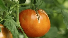 Tomato cracking caused by irregular watering. Large red ripe tomato with cracked skin. Three short  close-up videos of a cracked tomato fruit growing on a plant.