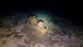 Fish dog swims at the bottom of the sea. - Powered by Shutterstock - Get 15% off with code: PIKWIZARD15