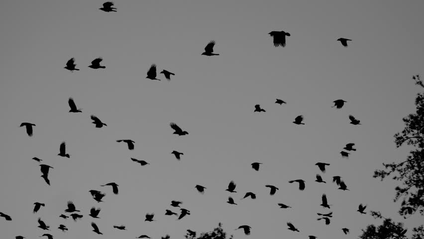 Black and white murder of crows flying in the sky slow motion  Royalty-Free Stock Footage #1104252181