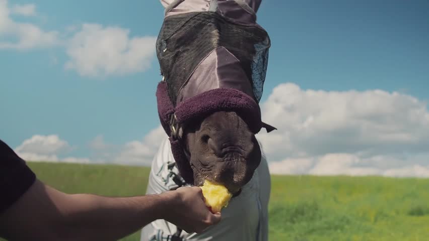 Close up portrait of horse with fly protection mask eating apple on a meadow. hand of man feeding horse with fruit outdoor.
