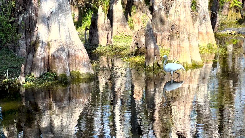 Snowy Egret Wades In Deep Water And Hunts in the Everglades