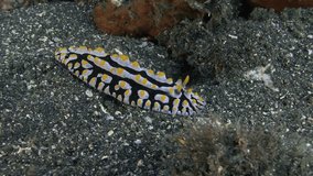 A large nudibranch crawls slowly over black volcanic sand.
Varicose Phyllidia (Phyllidia varicosa) IP, 115 mm. ID: bluish, rhinophores and tubercles yellow. Common.