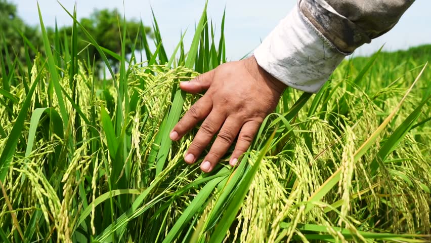 The happiness of the farmer's hands with the rice fields. Royalty-Free Stock Footage #1104269321