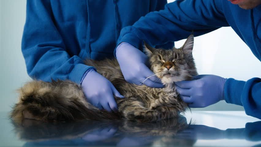 Man veterinarian petting cat on examination table, palpation feline throat and neck in vet cabinet 4K. Slow motion shot of two veterinarians palming fluffy Maine Coon cat during appointment in clinic Royalty-Free Stock Footage #1104271067