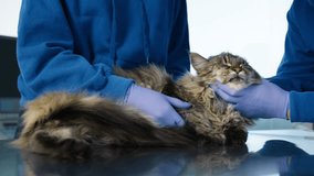Man veterinarian petting cat on examination table, palpation feline throat and neck in vet cabinet 4K. Slow motion shot of two veterinarians palming fluffy Maine Coon cat during appointment in clinic - Powered by Shutterstock - Get 15% off with code: PIKWIZARD15