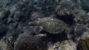 Hawksbill Sea Turtle - Eretmochelys imbricata swims along coral reefs and looking for food. Sea life of Bali, Indonesia.
