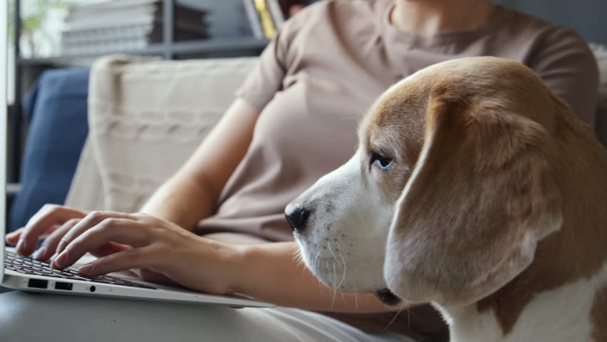 Midsection shot of woman typing on laptop in living room on couch, Beagle dog sitting beside, looking sad, licking, then jumping off sofa. Cropped image, daytime Royalty-Free Stock Footage #1104271185