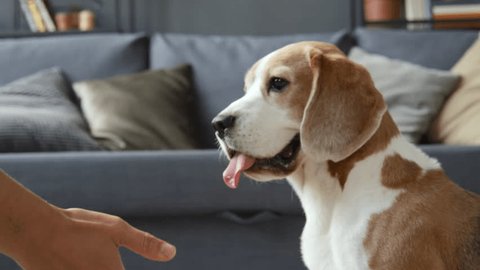 Lateral loose close up of young brown and white Beagle dog giving paw to female hand three times, tongue out. Living room, daytime, sofa in background Stock video