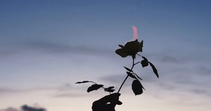 A rose blossom burns with flames against the background of sunset in the sky. Hipster. Stylish poster cover. Tumbler style. 4K video