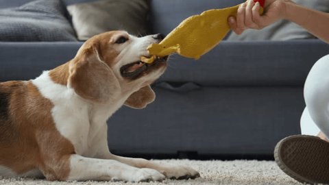 Lateral cropped shot of young brown and white hare pied Beagle dog playing with yellow toy given by female hand, biting it, then running for it. Living room, sofa in background daytime Stock video