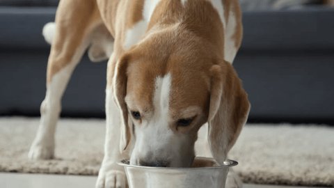 Loose close up of young brown and white Beagle eating from it with appetite. Living room, grey sofa in background, daytime Stock video