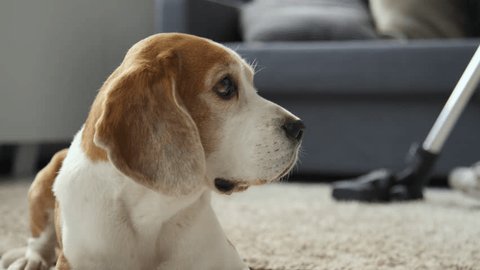 Loose close up of white and brown Beagle dog lying on floor in living room, human vacuuming carpet in background. Dog slightly moving its head, looking at woman. Sofa in background, daytime Stock video
