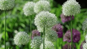 cottage garden in spring sunshineSlow motion video of Beautiful blooming flowers of Purple and White Allium in their natural Environment in the perennial 