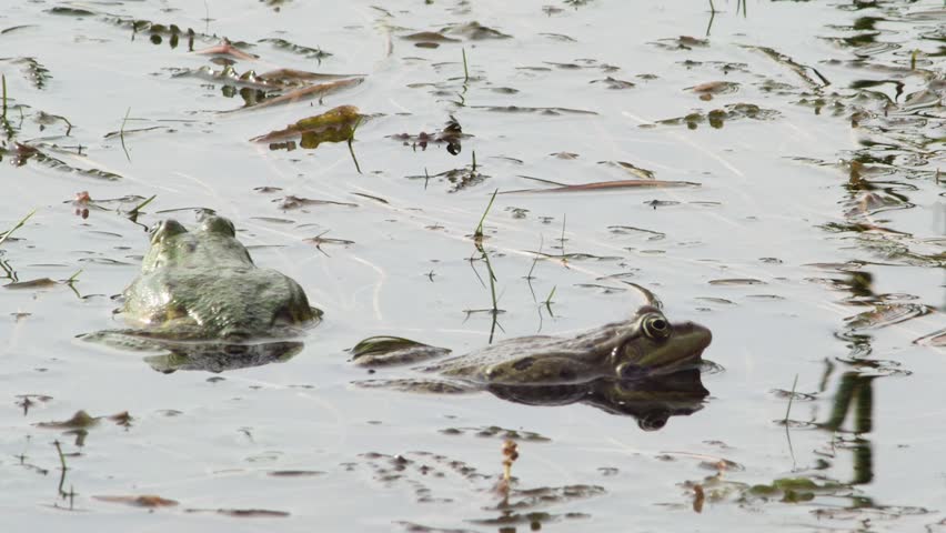 lake frogs croaking in the lake grass, side view, close-up.