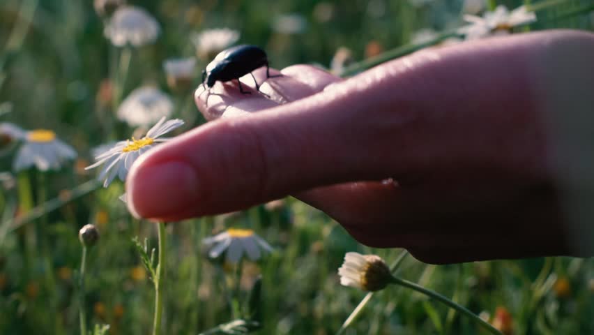 Slow motion of a hand with a darkling beetle on its fingers. The hand moves the beetle to a chamomile flower and lets it crawl on the white petals.