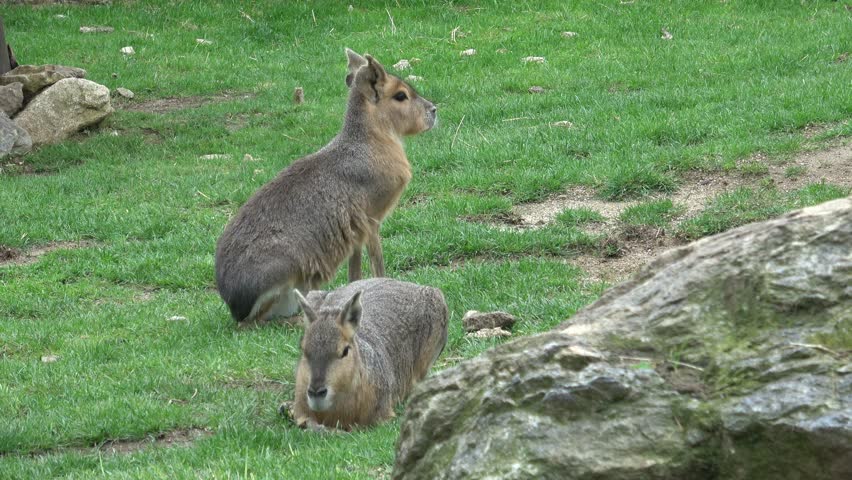 Patagonian mara sitting on the ground