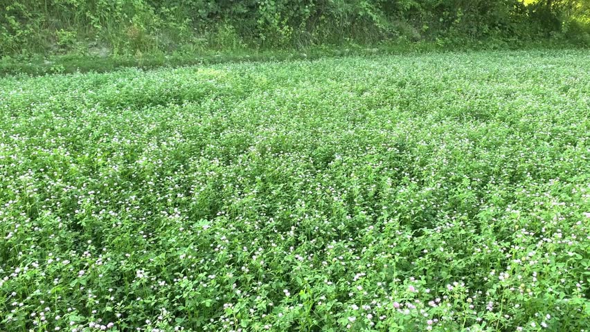 Persian clover is an annual variety of clover that is most often used for forage for livestock. Royalty-Free Stock Footage #1104279215