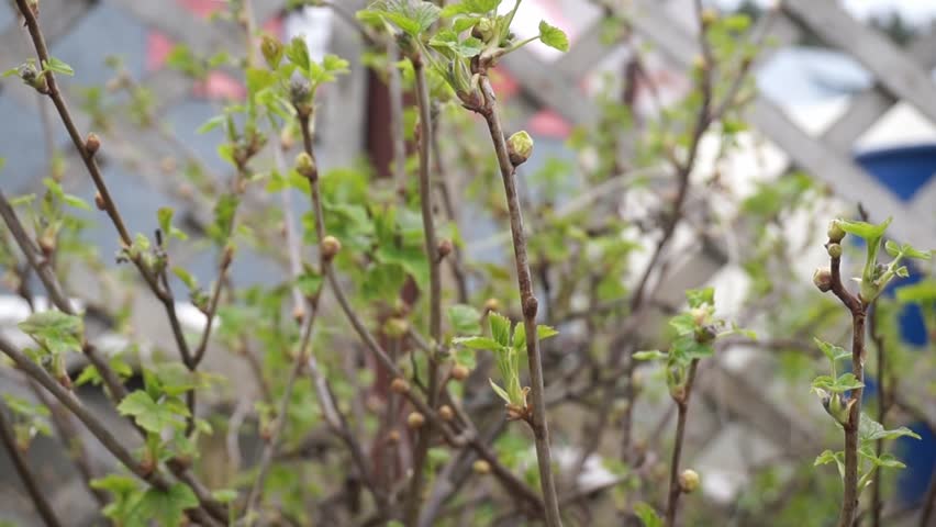 Blackcurrant Gall or Big Bud Mite pest, Cecidophyopsis Ribis. Infected enlarged round buds on young currant bush in early Spring. Blackcurrant disease. | Shutterstock HD Video #1104279277