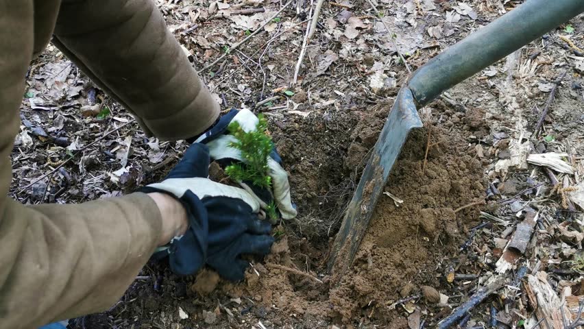 Person planting small fir trees in a forest with shovel and hands | Shutterstock HD Video #1104279743