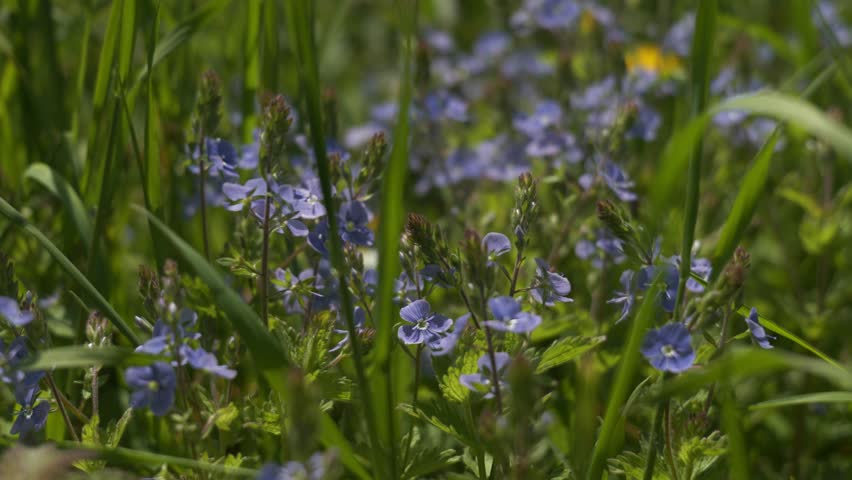 Forgert me-nots growing in a lush green meadow