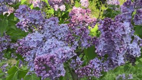 Blooming blue lilac bush in the garden in the sun. For video presentation, advertising.
