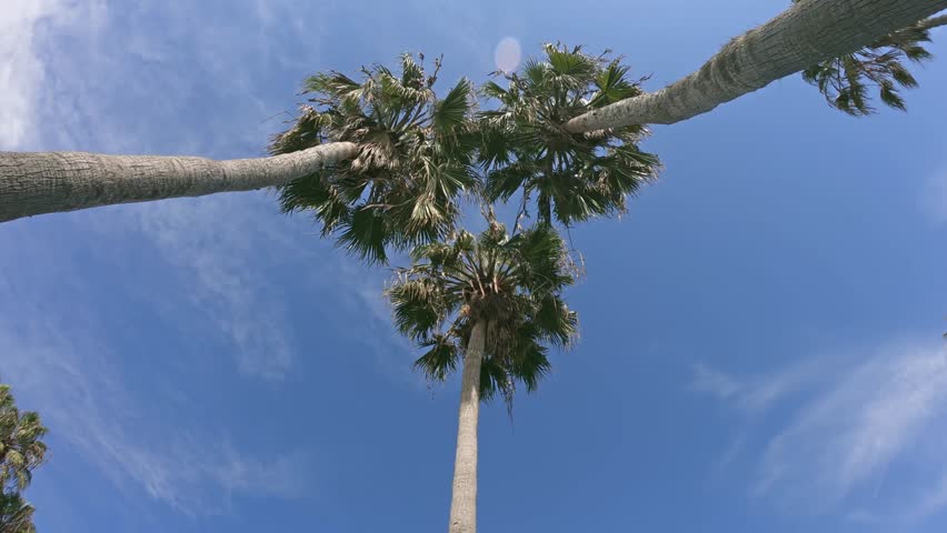 Three palm trees seen from below waving on the summer ocean breeze in Venice Beach, LA, California