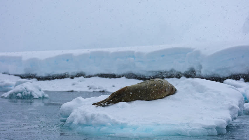 Shot from behind of a Weddell Seal lying on floating ice during snowfall, close-up. Antarctic Royalty-Free Stock Footage #1104285273