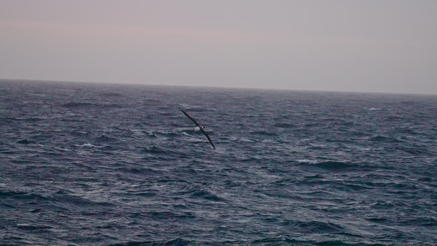 Antarctica Wildlife Seabird Flying Over Wavy Ocean at Sunset, Slow Motion Royalty-Free Stock Footage #1104285307