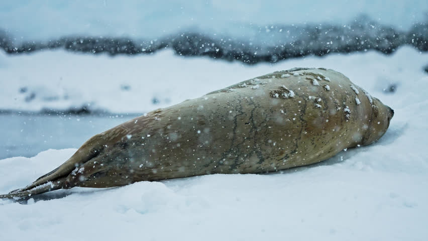 Shot from back of Weddell seal lying on ice during snowfall, close-up. Antarctic Royalty-Free Stock Footage #1104285321
