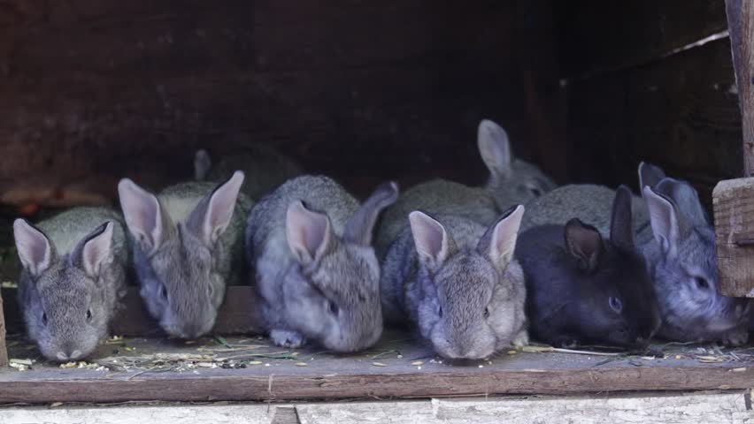 domestic rabbits in a pile eating grass. domestic rabbits horizontal and vertical video

