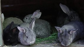 domestic rabbits in a pile eating grass. domestic rabbits horizontal and vertical video
