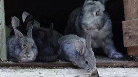 domestic rabbits in a pile eating grass. domestic rabbits horizontal and vertical video
