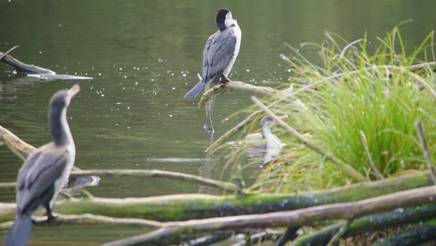 A group of Pied Shags sitting on branches over calm water