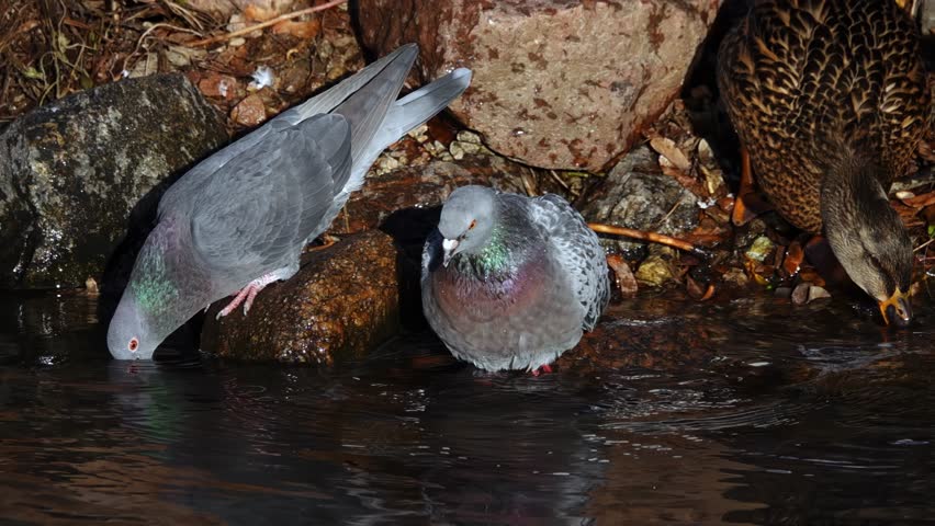 doves and wild duck drink water in the lake. slow motion