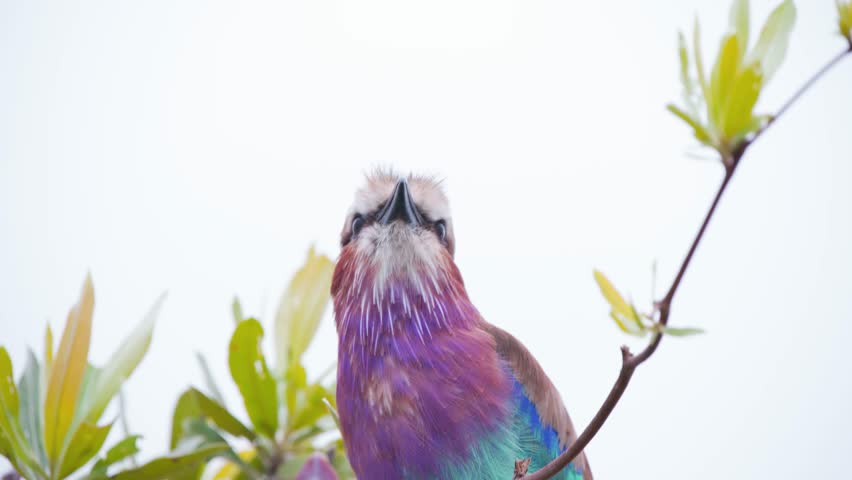 Lilac-breasted roller with colorful plumage perched high on tree twig.