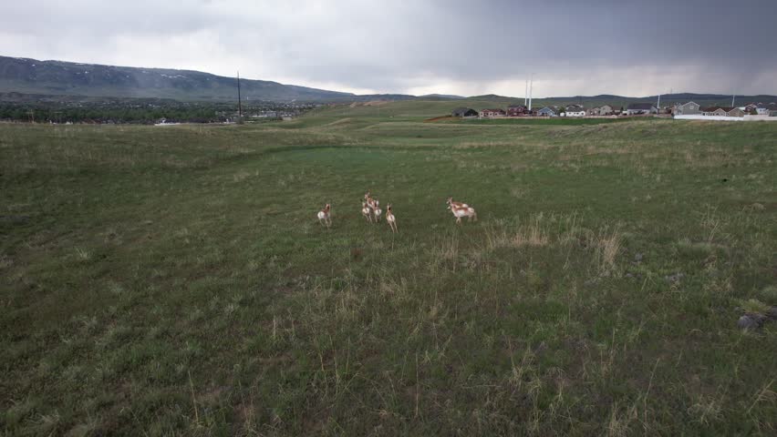 Following Running and standing Pronghorn Antelope in through field in Casper Wyoming Drone 4k footage