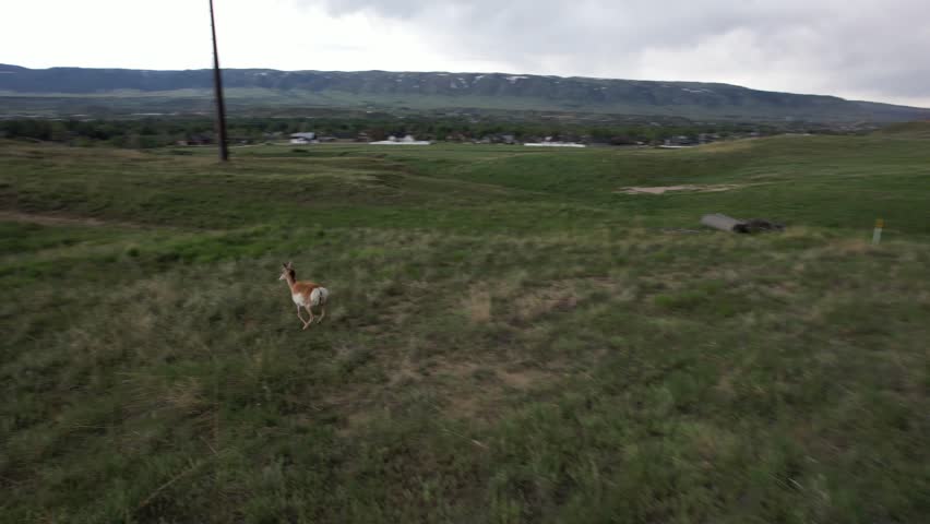 Following Running and standing Pronghorn Antelope in through field in Casper Wyoming Drone 4k footage