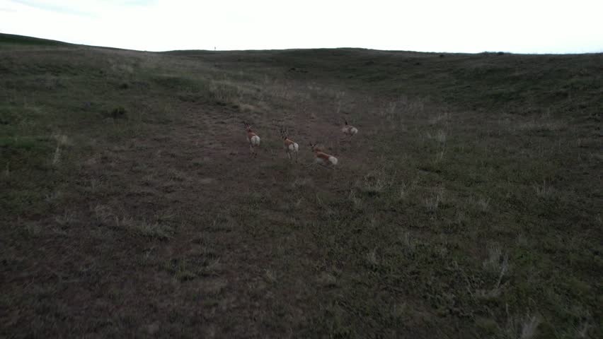 Following Running and standing Pronghorn Antelope in through field in Casper Wyoming Drone 4k footage