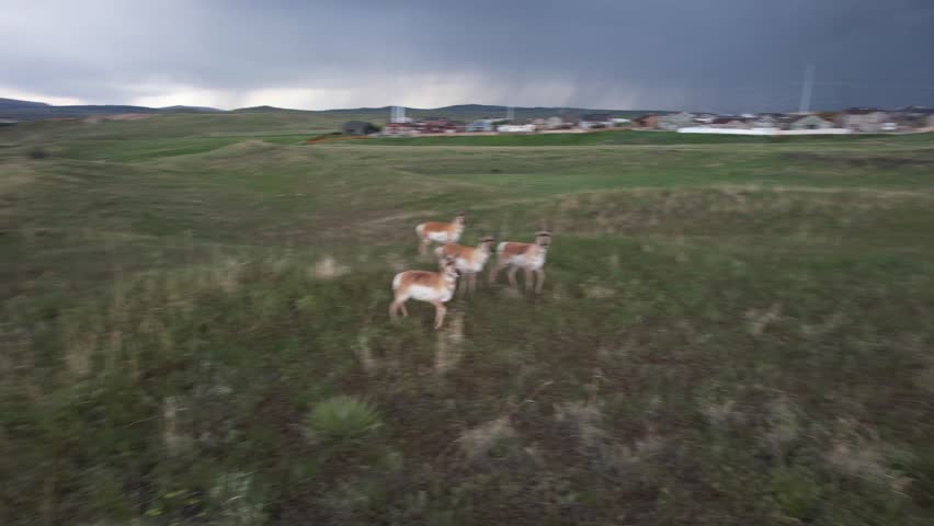 Following Running and standing Pronghorn Antelope in through field in Casper Wyoming Drone 4k footage