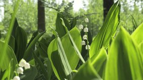 Lily-of-the-valley spring flowers blooming. Bunch of white spring Lilly of the valley flower growing in a spring forest. Aroma flowers close up. 4K UHD video