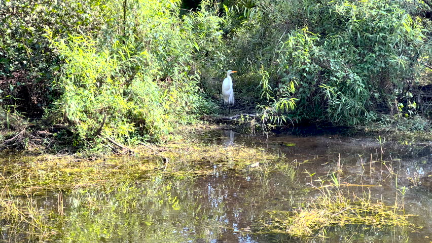 Snowy Egret Stands In Tall Bushes And Rests in Everglades Swamp