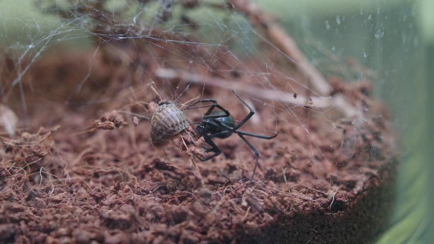 Close-up of black widow spider with prey stuck in web, venomous spider Royalty-Free Stock Footage #1104301383