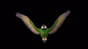 Parrot Bird - Green Macaw - Flying Loop - Front View CU - 3D animation with alpha channel isolated on transparent background