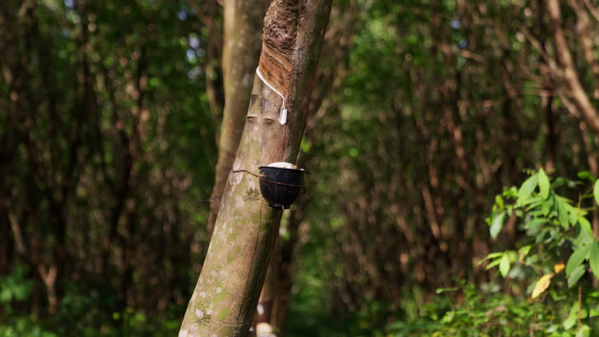 A video of a rubber tree at the center of the video located in Thailand during daytime