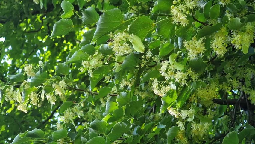 Flowers of linden on a background of green leaves. Royalty-Free Stock Footage #1104310833