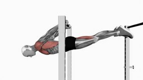 Back lever fitness exercise workout animation male muscle highlight demonstration at 4K resolution 60 fps crisp quality for websites, apps, blogs, social media etc.