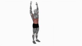 Basic Toe Touch fitness exercise workout animation male muscle highlight demonstration at 4K resolution 60 fps crisp quality for websites, apps, blogs, social media etc.