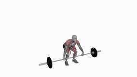 Barbell snatch powerlifting fitness exercise workout animation male muscle highlight demonstration at 4K resolution 60 fps crisp quality for websites, apps, blogs, social media etc.